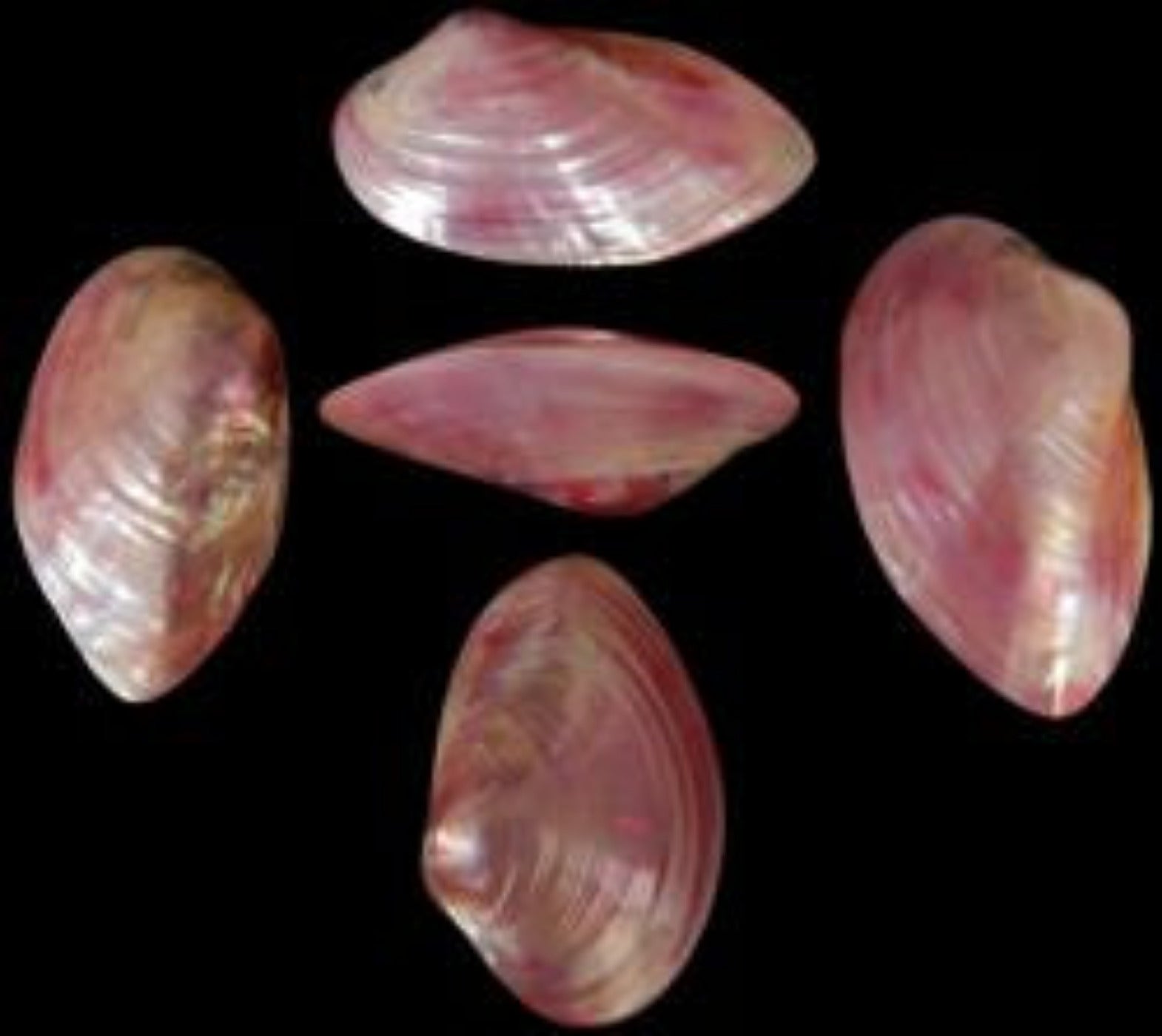 Dyed Red Clam Shell Pairs measuring 4 to 5"  Sold Each      40426