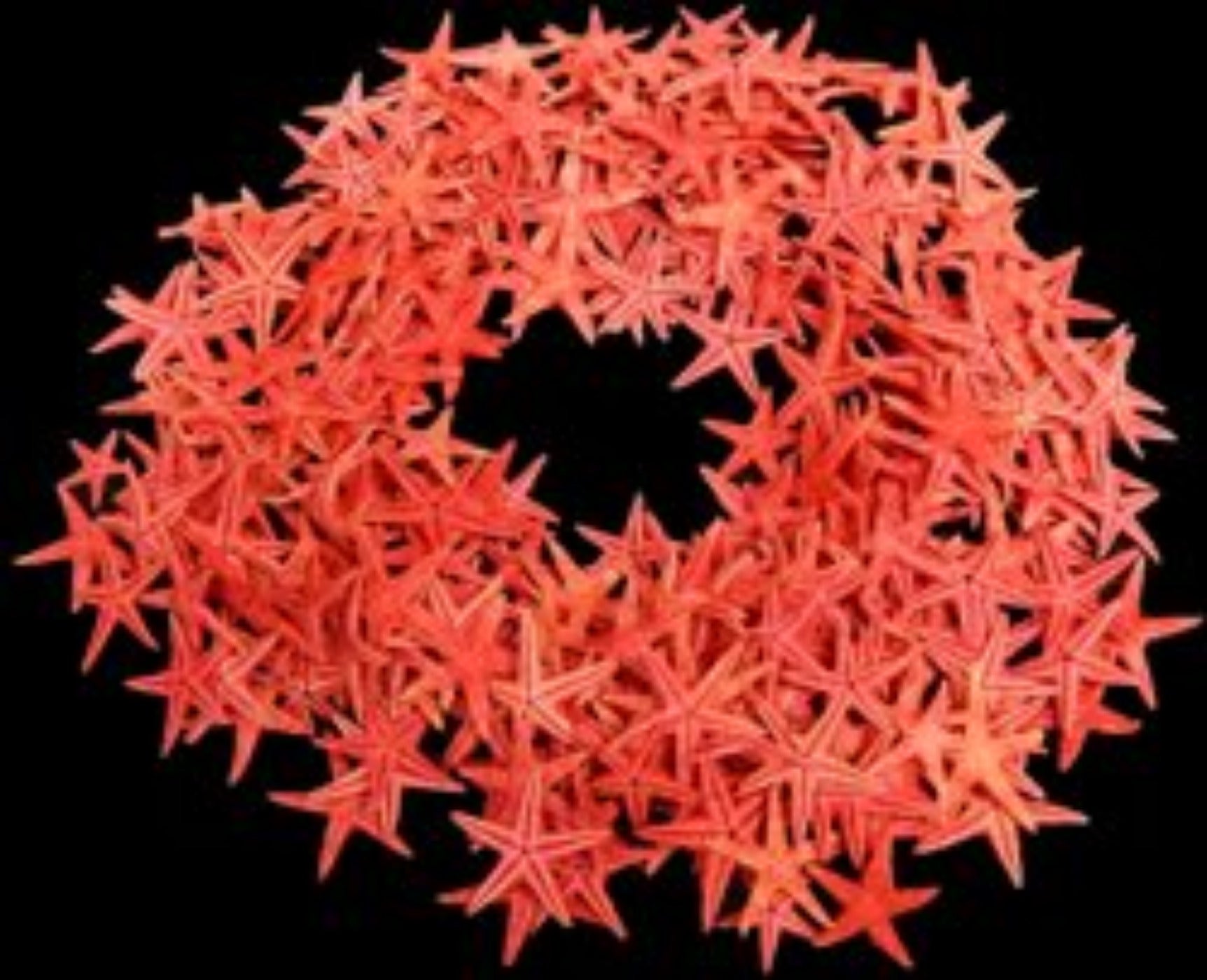 Red Dyed Starfish measuring 1 to 1 1/2" Sold Each          40626
