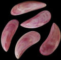 Dyed Red Tahong Shell Pairs measuring 3 to 4"  Sold Each        40326