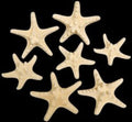 White Dyed Knobby Starfish measuring 5 to 6"   OUT OF STOCK     40626