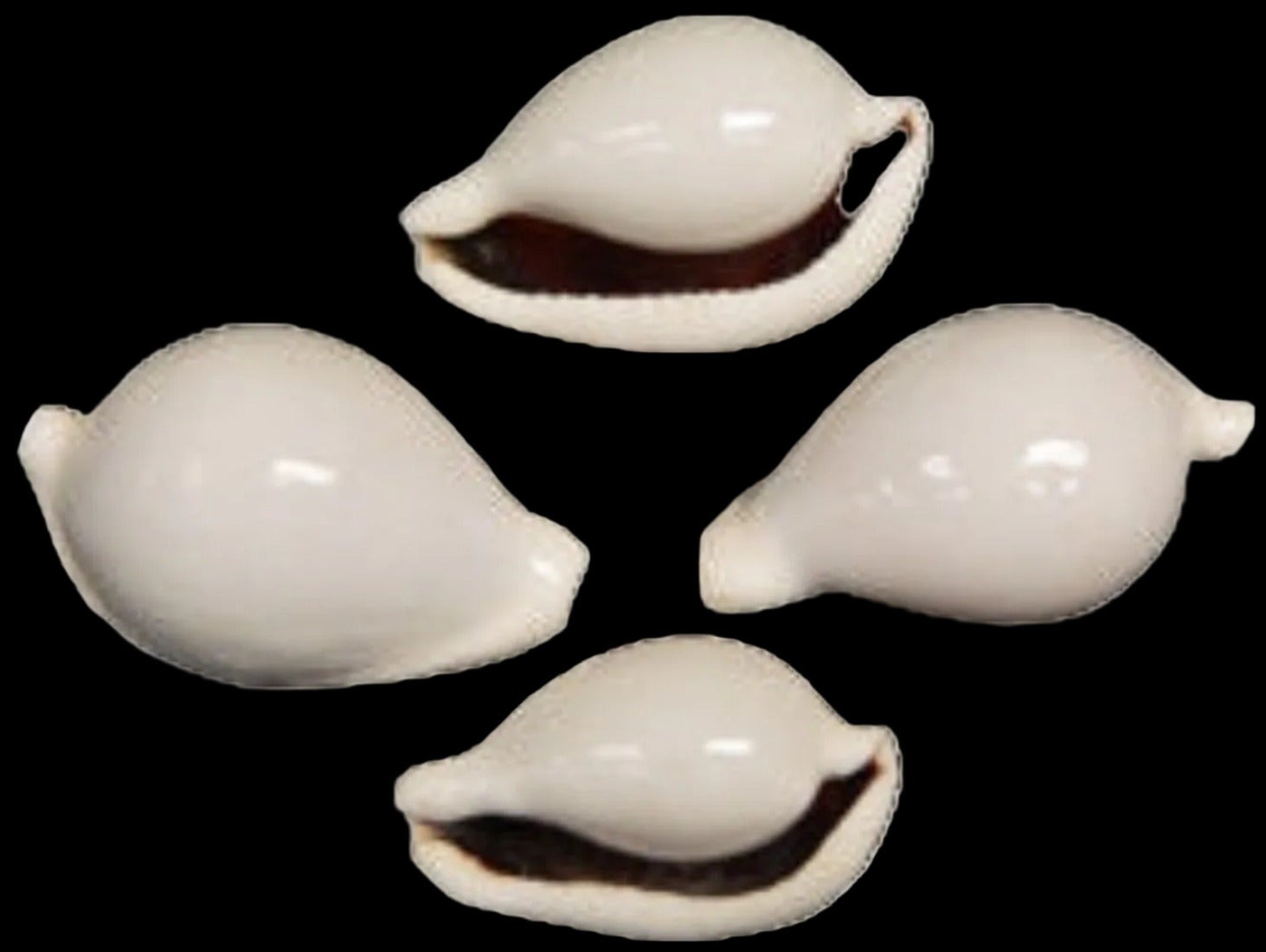 Cowry (Egg) 2 to 3" Shell OUT OF STOCK ####