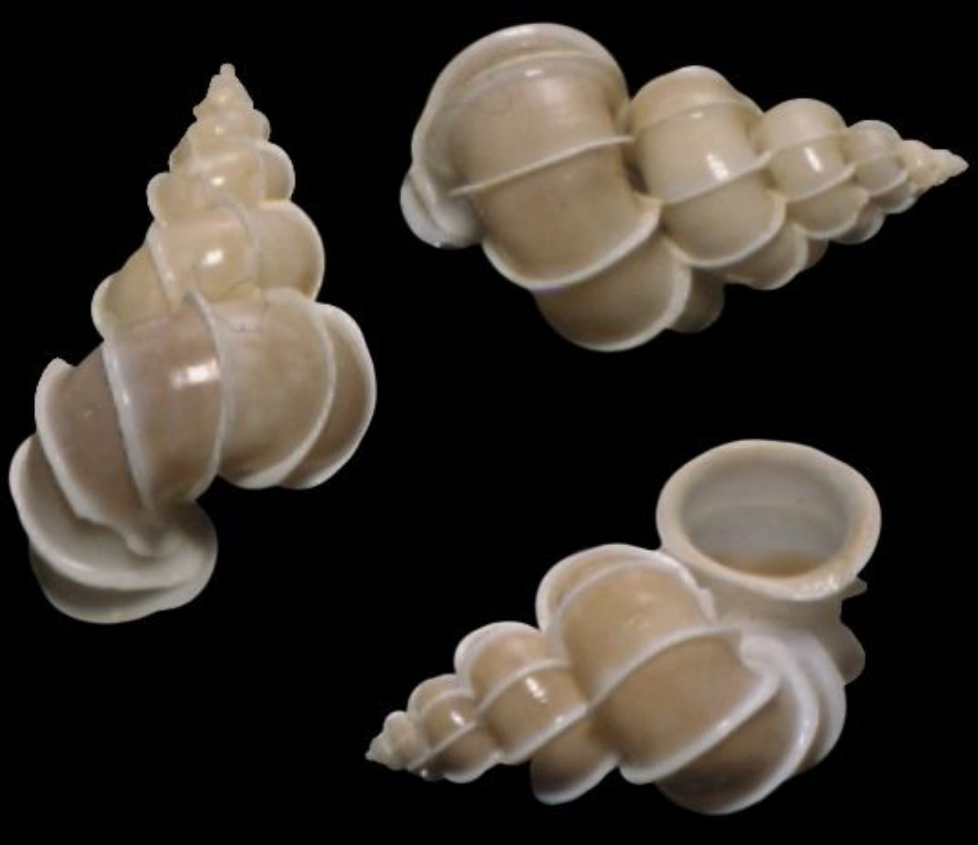 Epitonium Scarlare Shell 5/5 to 2"  OUT OF STOCK   ####
