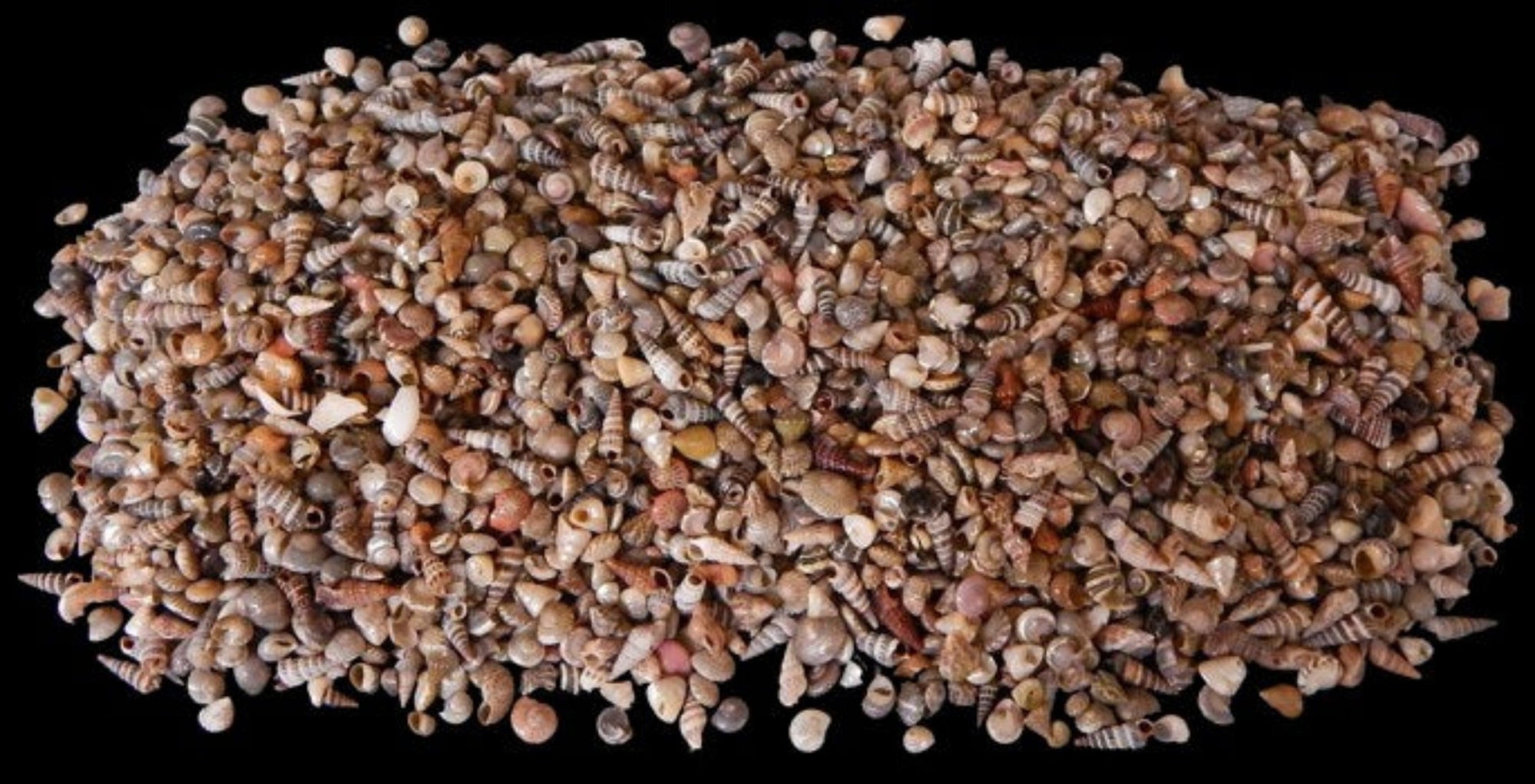 SHELL MIX – shells-from-the-dawn-of-aquarius