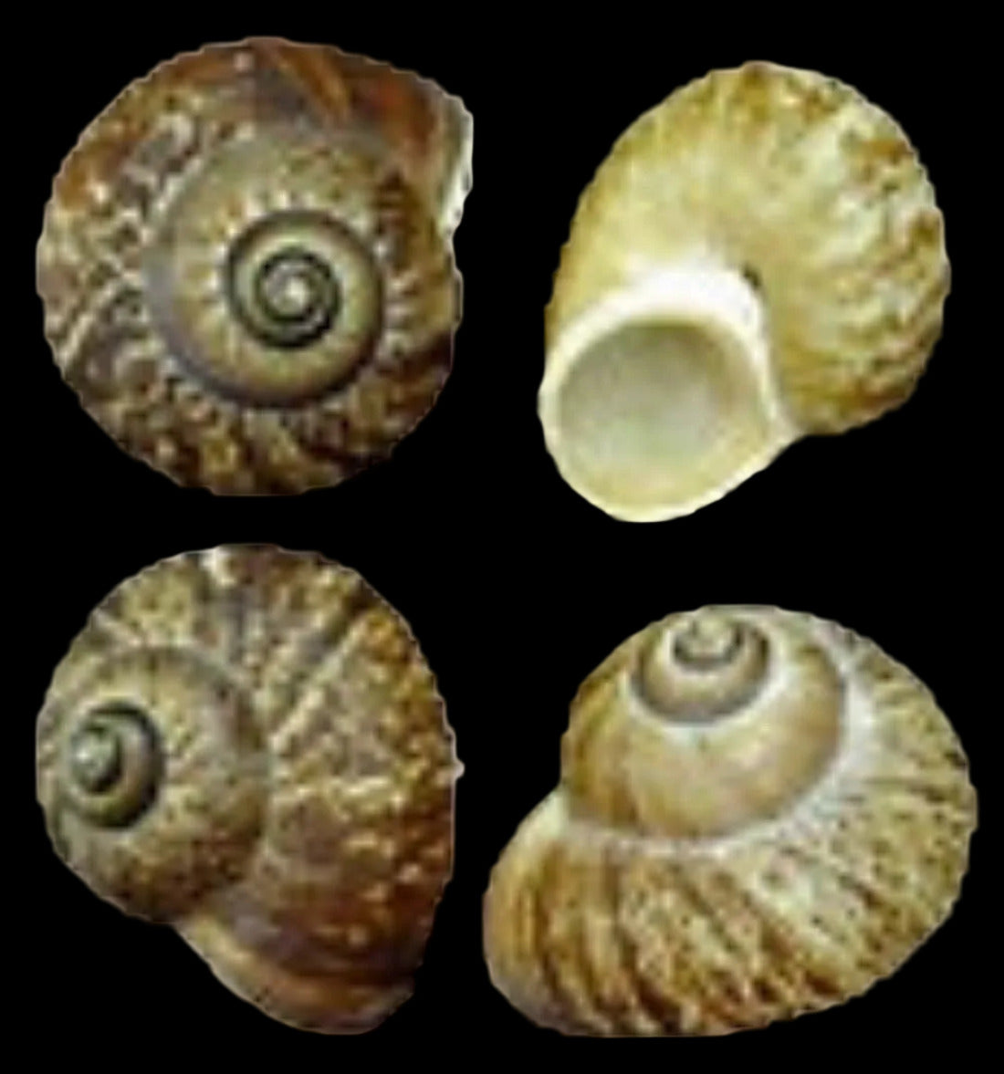 Snail Fernandezi Shells 1 to 2", Sold Each ####