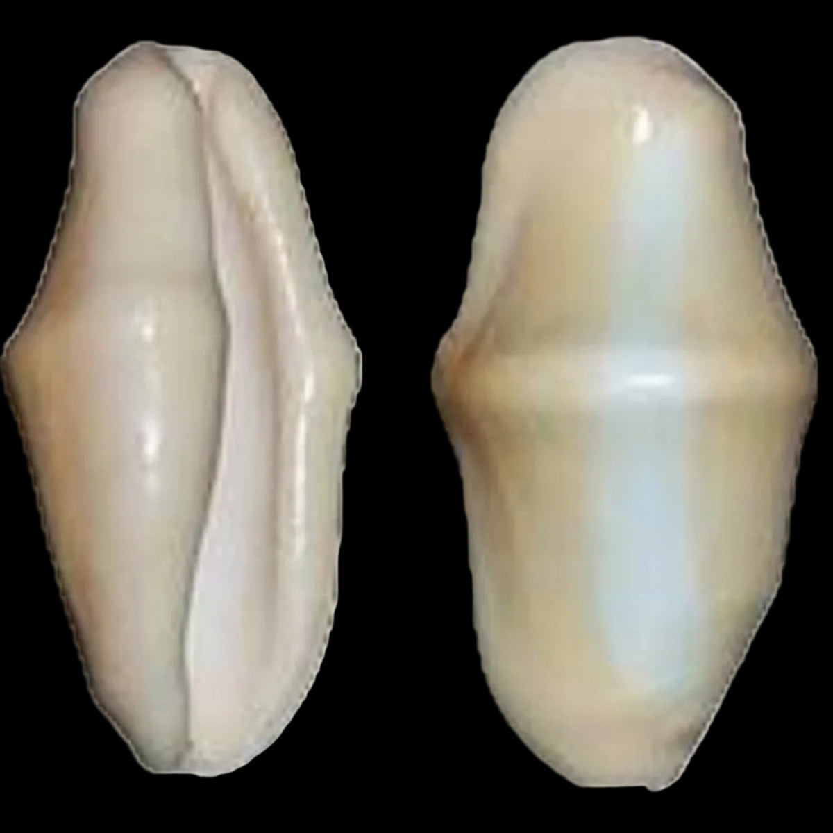 Snail (Flamingo Tongue) 1 1/4" or less shells Sold Each ####