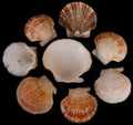 Mixed Baby Flats & Deep Half Shells size 1 1/2 to 2" Sold by the 1/4 pound  61026