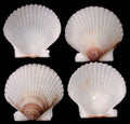Florida Scallop Shell Singles measuring 1 1/2 to 2" Sold Each  61026