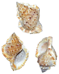 Frog Shells 2 to 2 1/2"  Sold Each  ####