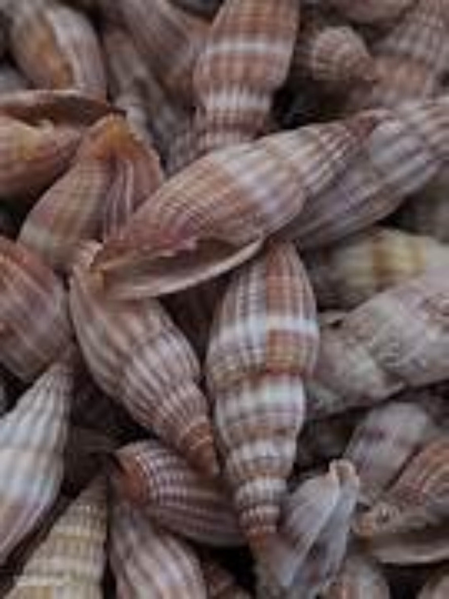 Mitra (Giant) Apprx 1 1/2" Shells Sold Each  ####