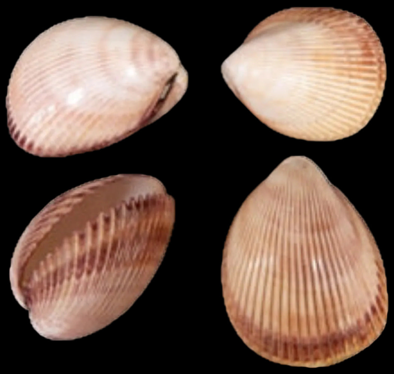 Cockle (Giant) Polished  3 1/2 to 4 1/2" Shell Pair Sold Each ####