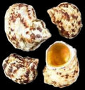 Turbo Gold Mouth  1 3/4 to 2" Shells Sold By The 1/4 LBS ####