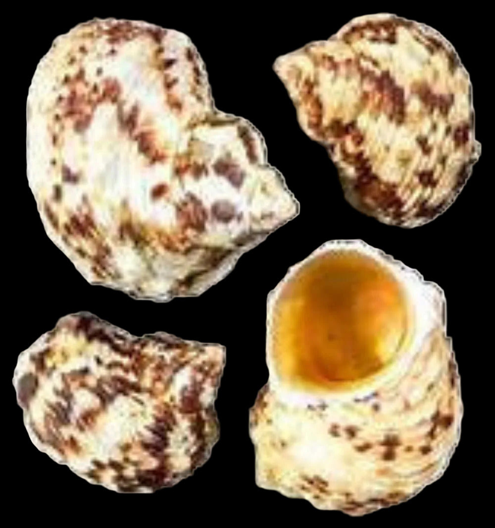 Turbo Gold Mouth  1 3/4 to 2" Shells Sold By The 1/4 LBS ####