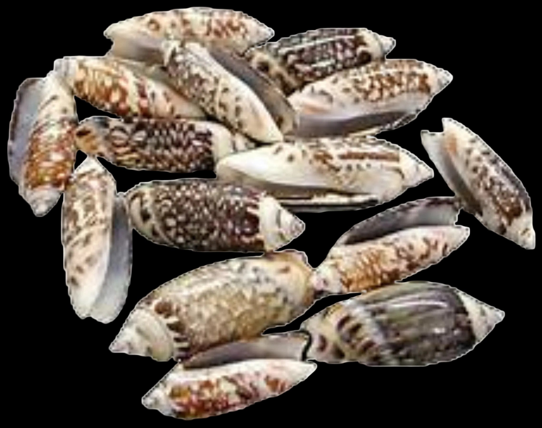 Olive Golden & Mixed 1/2 to 1" Shells Sold By The 1/4 LBS ####