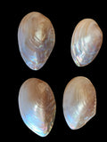 One Golden Mussel Shell Pair - 4 to 5 Inches      100626
