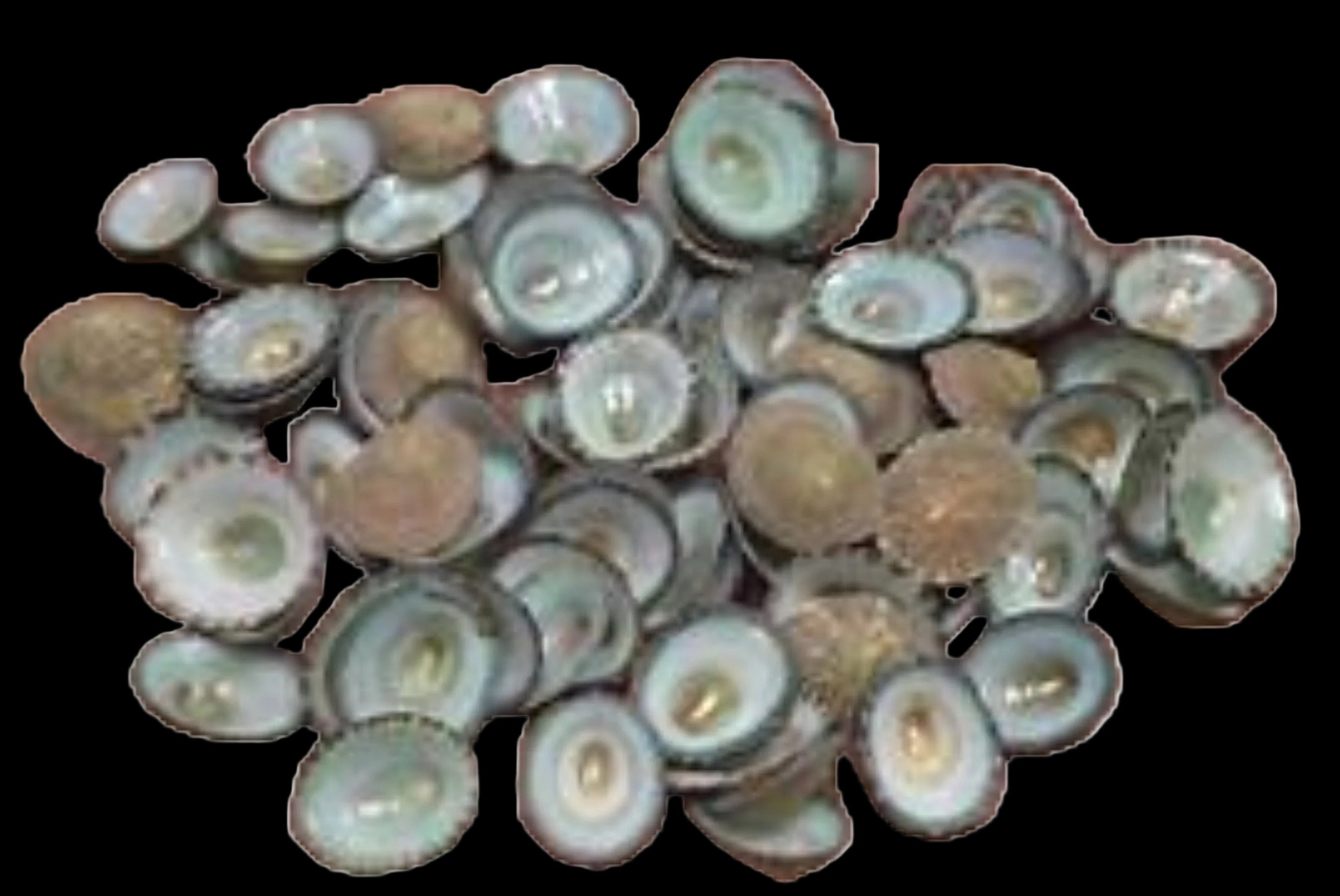 Limpet Green Mostly Under 1" Shell Sold Each ####