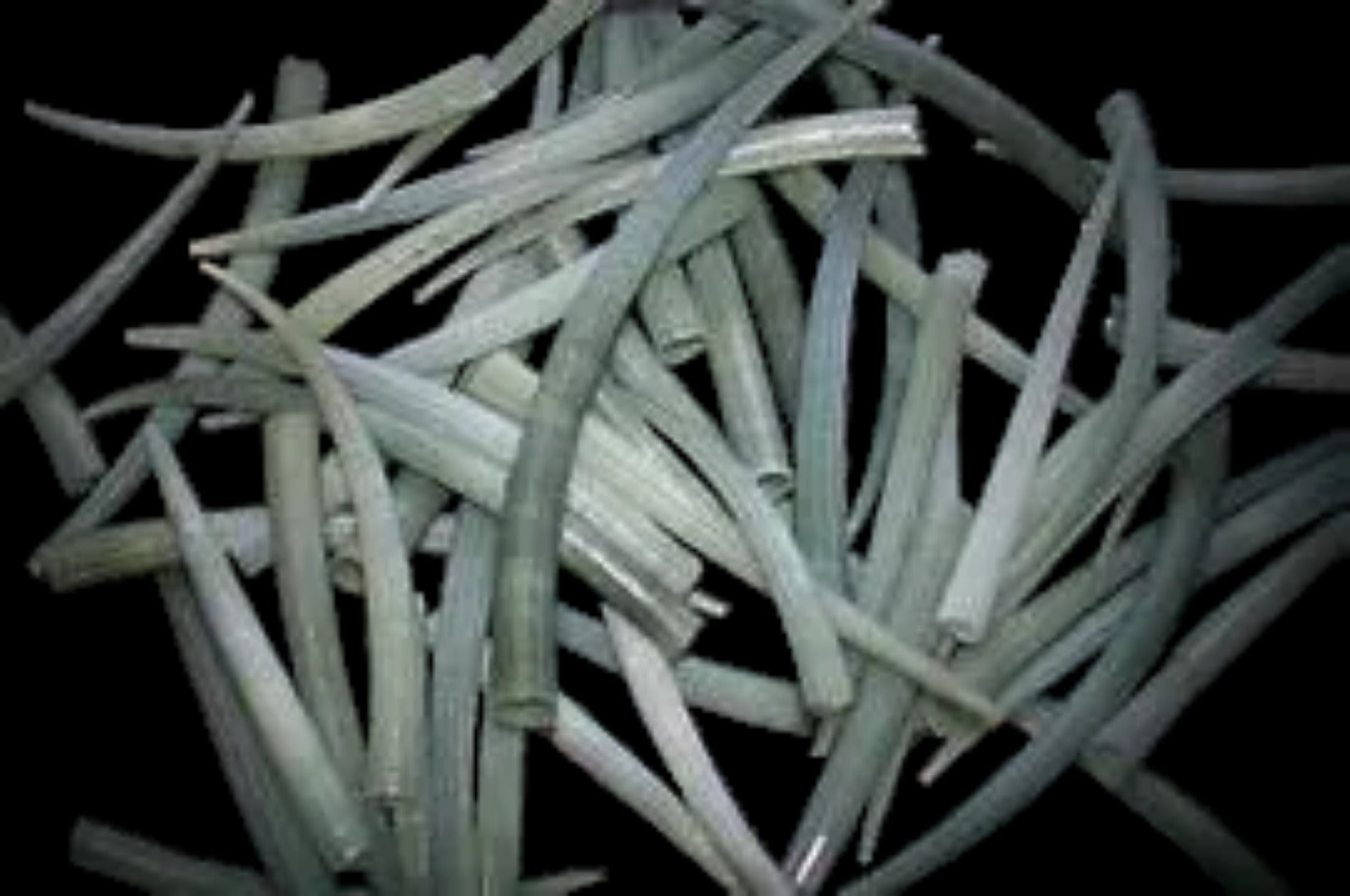 Tusk (Green) 2 to 2 3/4" Shells Sold Each ####