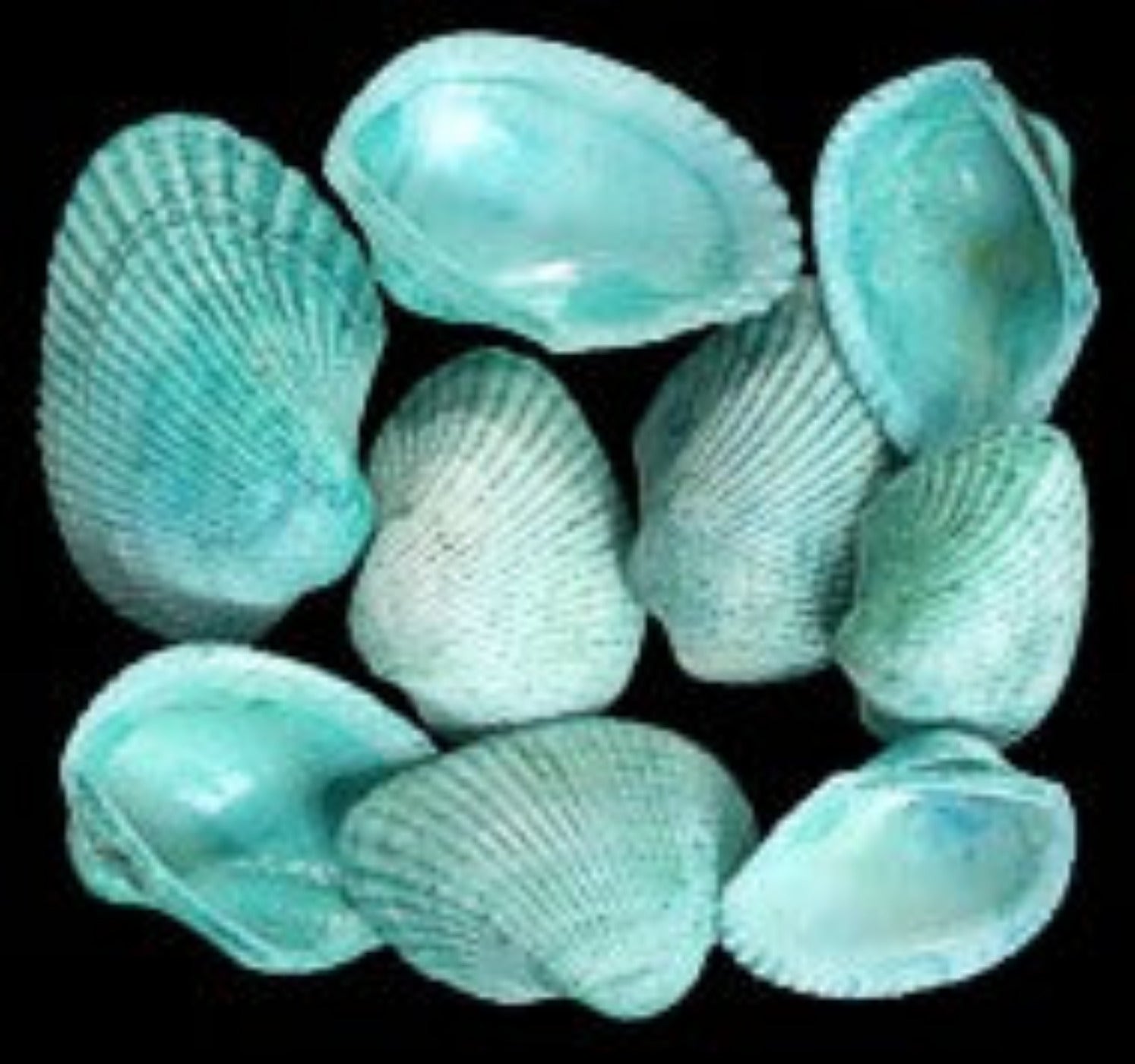 Dyed Green Cockle Shell Singles measuring 1 to 2" Sold by the 1/4 LBS     40426