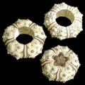 Green Knobby Sea Urchins measuring 3/4 to 1 1/4" Sold each   61126