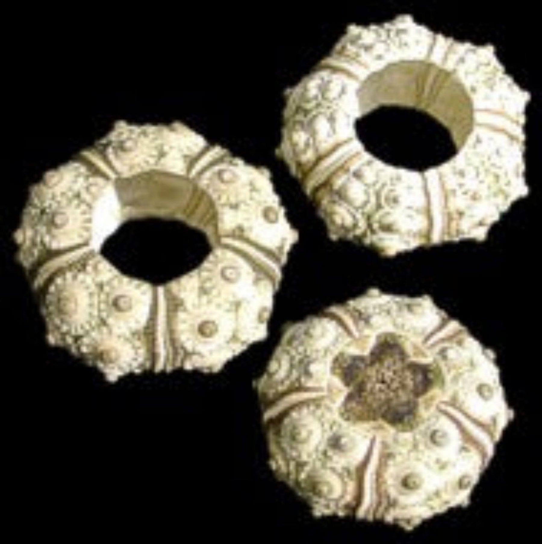 Green Knobby Sea Urchins measuring 3/4 to 1 1/4" Sold each   61126