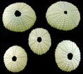 Green Sea Urchins measuring 1 1/2 to 2"   Sold Each   61126