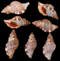Triton (Hairy) 2 to 3"  Shell  Sold Each  ####