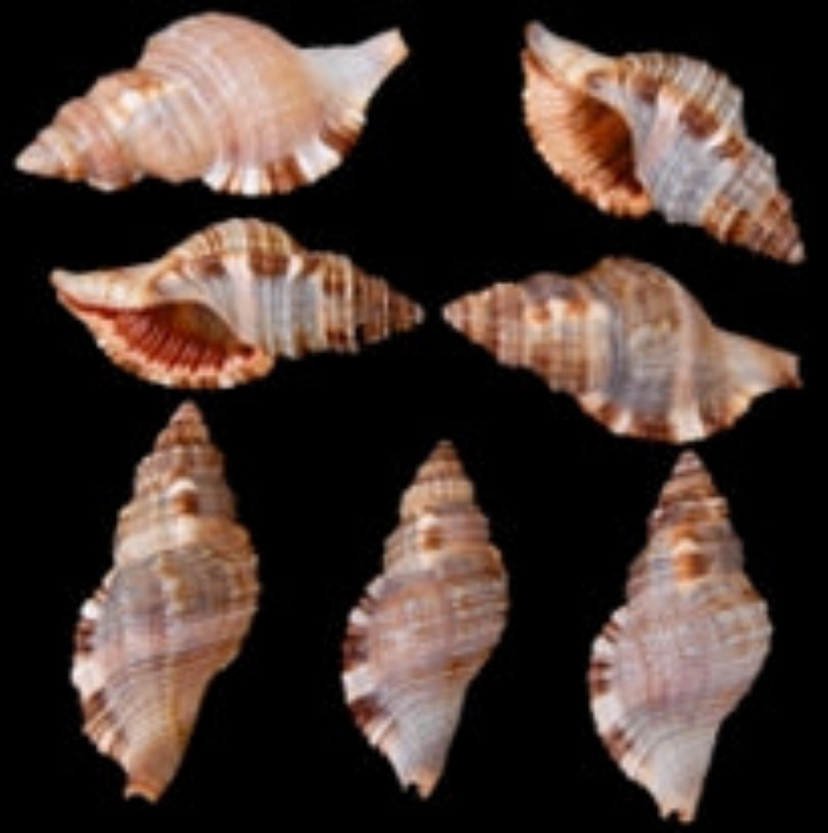 Triton (Hairy) 2 to 3"  Shell  Sold Each  ####