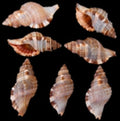 Triton (Hairy) 3" shell  Sold Each ####
