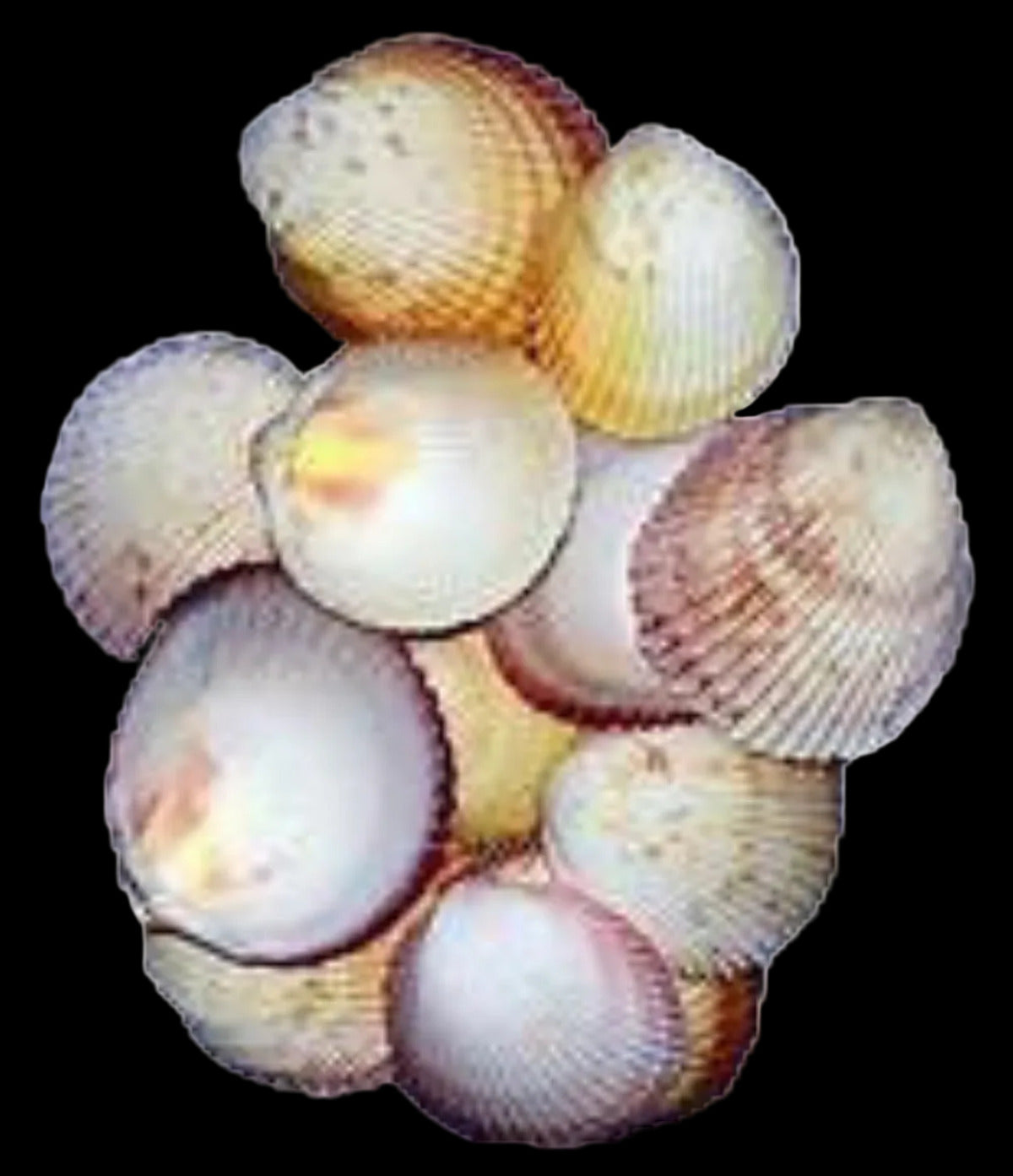 Cockle Haitian Rose 1/2 to 2 1/4" Singles Sold By The 1/4 LBS ####