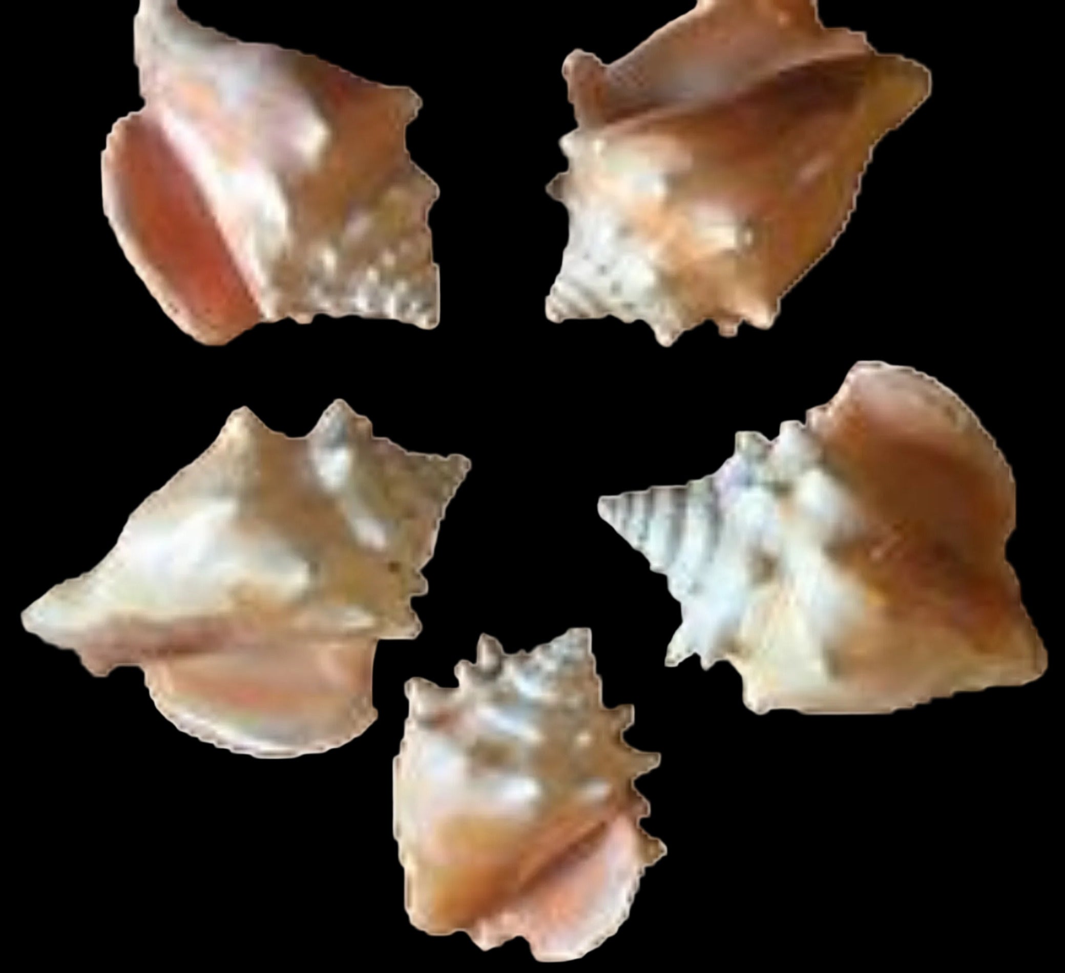 Haitian Fighting Conchs measuring  2 1/2 to 3" Sold by the 1/4 LBS  30526