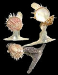 Oyster 6 to 7" Hammer Head Shell, Spiny Oyster Attched Sold Each ####