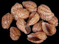 Harpa Davidis Shells measuring at least 3" Sold Each       40926