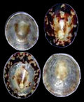 Oval Polished Hawaiian Limpet Shells measuring 2 1/4 to 2 1/2"  Sold Each    41226
