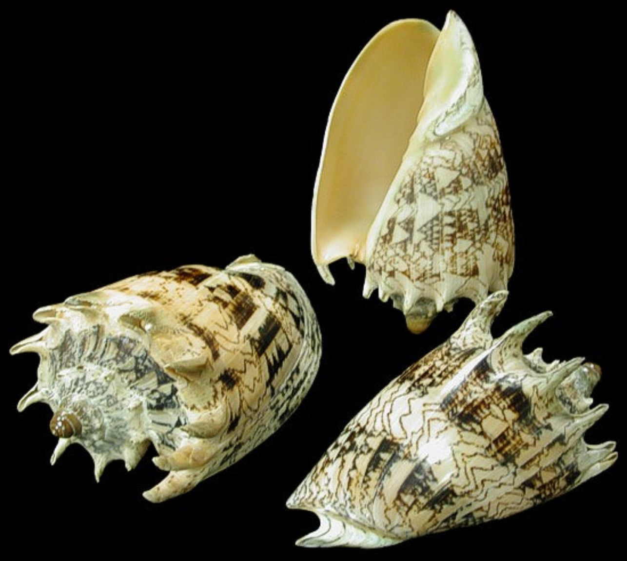 Volute Imperial Shell 5 to 6"  OUT OF STOCK ####