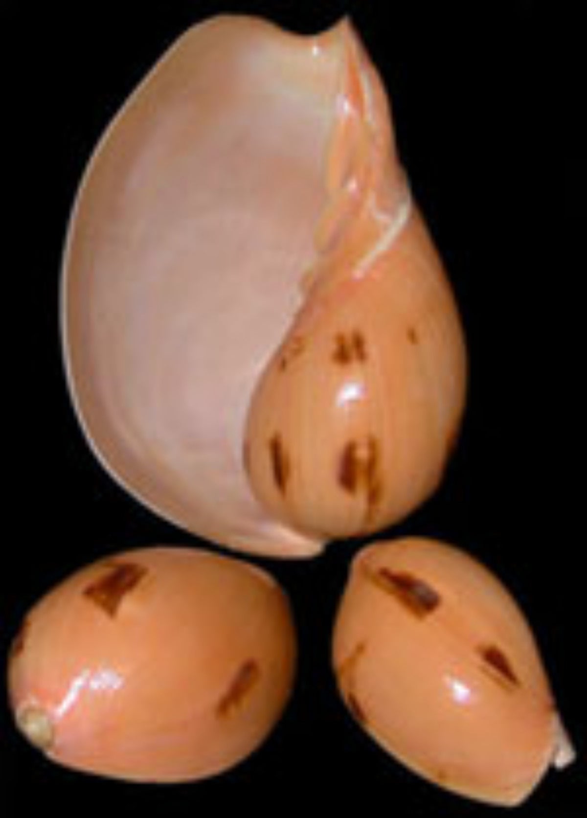 Melon Indian 7 to 8" Shell Sold Each ####