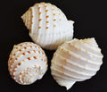 Tun Indian Tonna Tessalata 1 1/2 to 2" Shell Sold Each ####