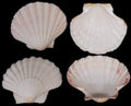 Irish Baking Scallop Shells measuring 3 1/2 to 4" Sold Each  61026
