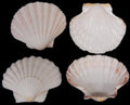 Irish Baking Scallop Shells measuring at least 5" Sold Each  61026