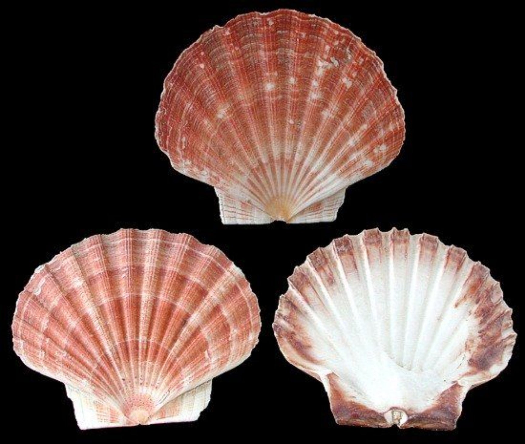 SCALLOP SHELLS KNOWLEDGE BASE