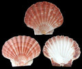 Irish Flat Scallop Shells measuring 3 to 4" Sold Each   61026