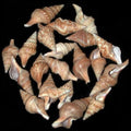 Javana Shells measuring 1/2 to 1 1/2" Sold by the 1/4 LBS     41026