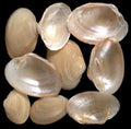 Jingle Shell Singles measuring 1 to 2"  Sold by the 1/4 LBS      41026