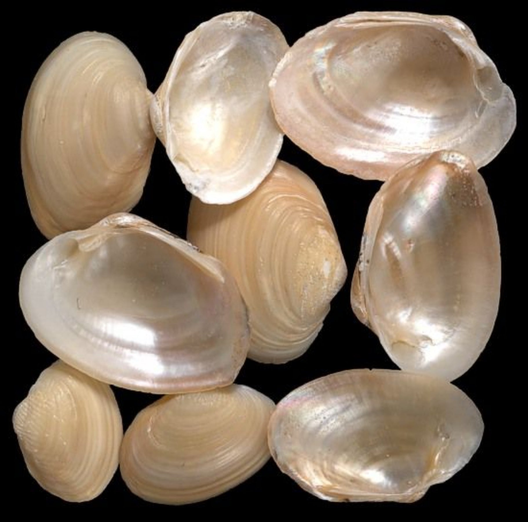 Jingle Shell Singles measuring 1 to 2"  Sold by the 1/4 LBS      41026