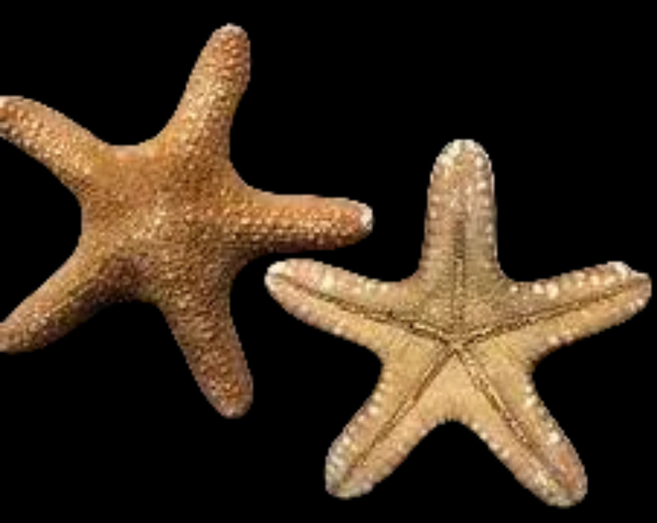 Jungle Starfish measuring 5 to 6" Sold Each