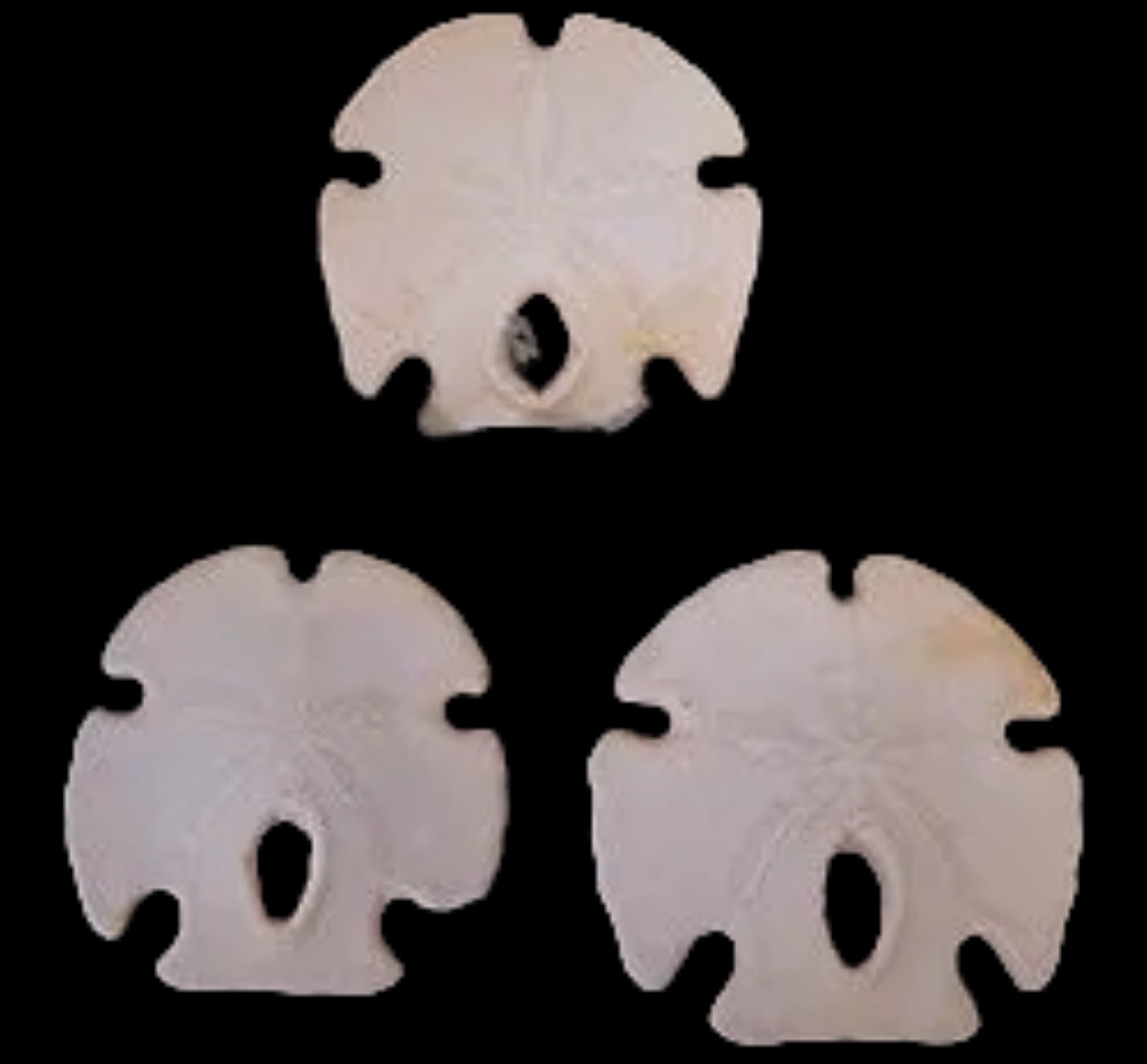 Keyhole Arrowhead Sand Dollars  2 1/2 to 3 1/2", Sold Each  ####