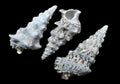 Cerithium (Knobby)  2 to 3.5" Shells Sold By The 1/4 LBS ####