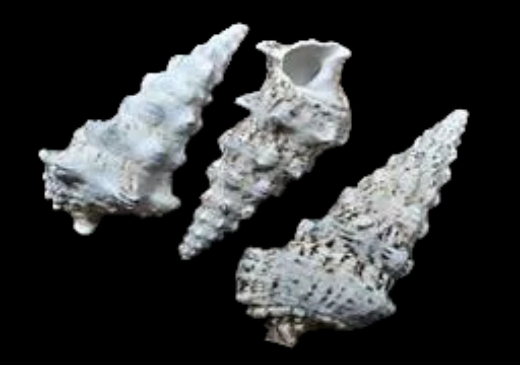 Cerithium (Knobby)  2 to 3.5" Shells Sold By The 1/4 LBS ####