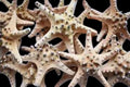 Knobby Starfish measuring 7 to 8"  Sold Each   61626