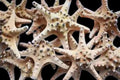 Knobby Starfish measuring 2 1/2 to 4" Sold Each    61526