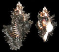 Lace Murex Shells measuring 2 to 3" Sold Each   42026