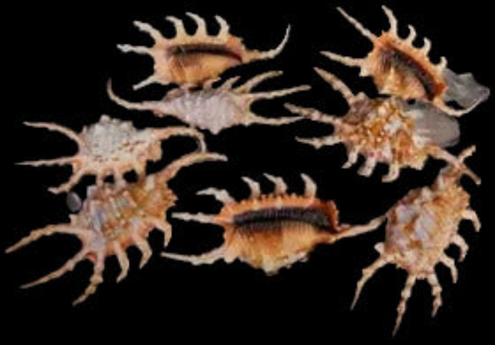 Lambis Scorpio Spider Conch 4 to 5" Shell  Sold Each ####